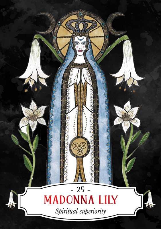Madonna Lily