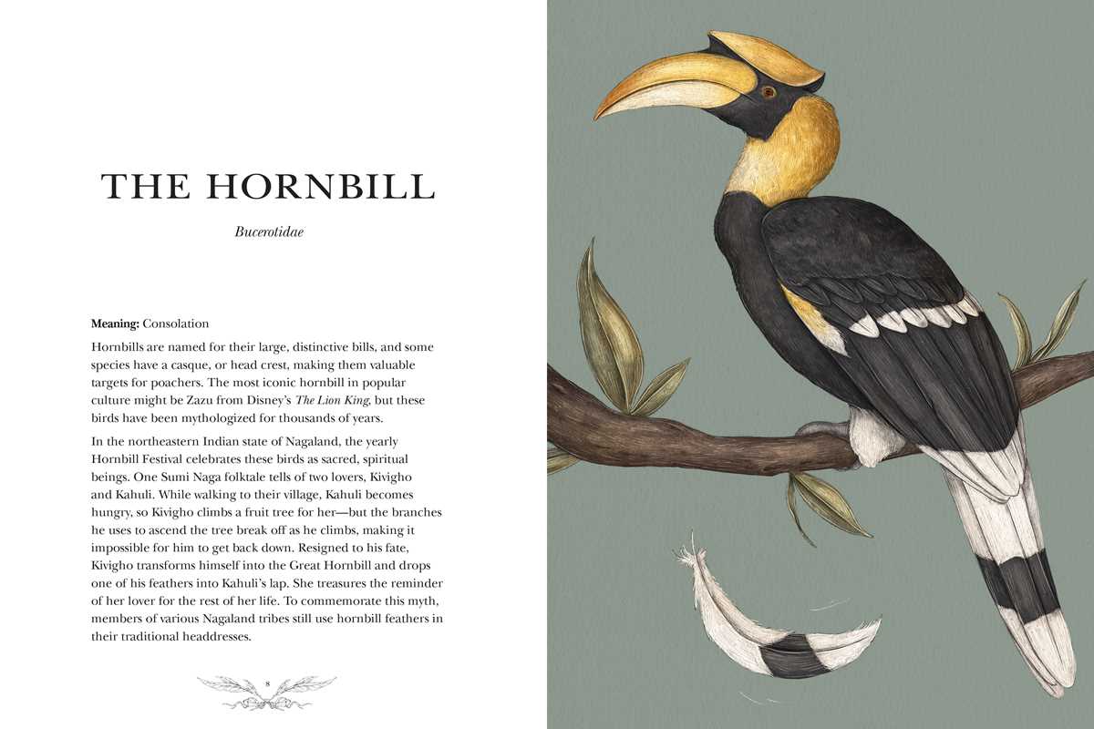 Illustration of a hornbill bird on a branch with descriptive text on a gray background