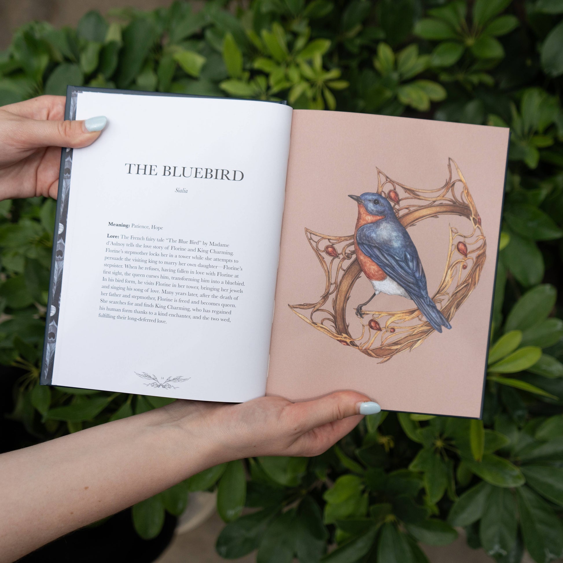Open book with a bluebird illustration held by a person against a green leafy background