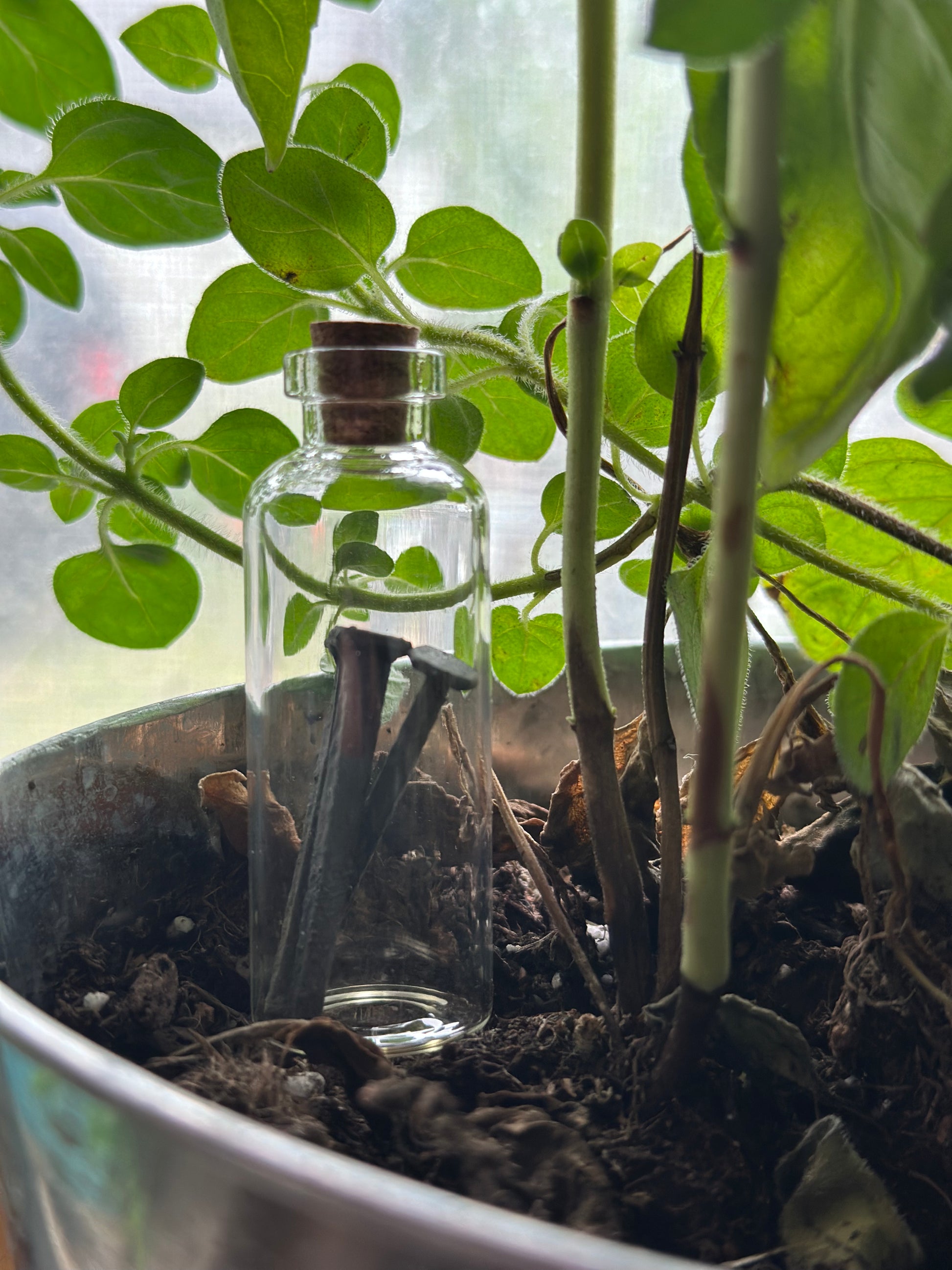 Clear glass bottle with a cork lid in a pot with plants containing vintage forged iron nails